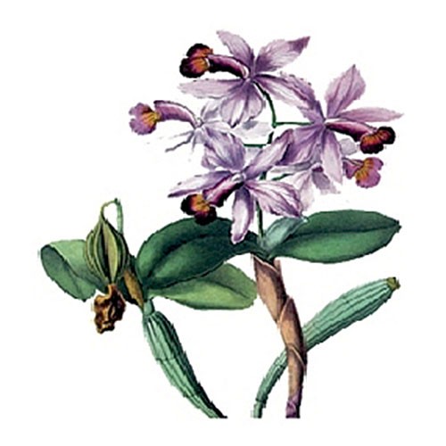 Трансфер универсальный Cadence "Нежно-сиреневая орхидея", 12 х 17 см.
