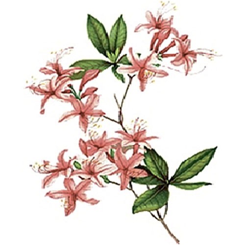 Трансфер универсальный Cadence "Нежно-розовые цветы", 12 х 17 см.