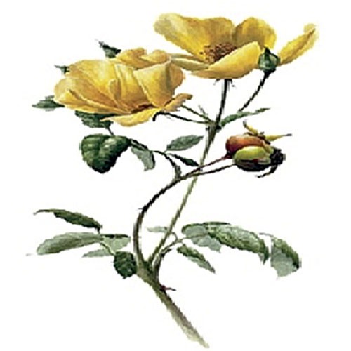Трансфер универсальный Cadence "Чайная роза", 12 х 17 см.
