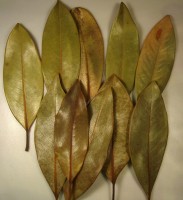 листья Магнолии 