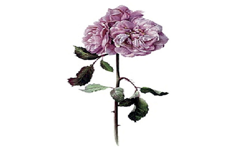 Трансфер универсальный Cadence "Нежно-лиловая роза", 12 х 17 см. 