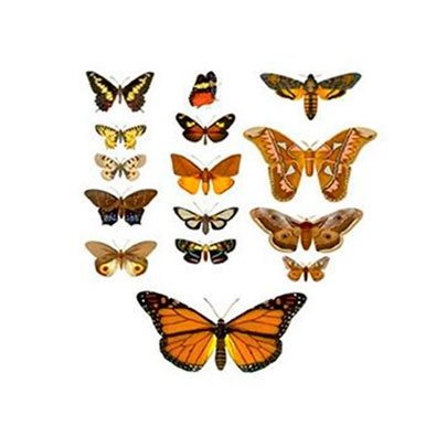 Трансфер универсальный Cadence "Бабочки",17 х 25 см.  