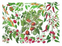 Декупажная карта. Плотность 60 гр/м.кв. Размер 50х70 см. 