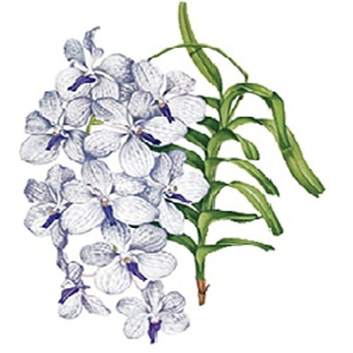 Трансфер универсальный Cadence "Орхидея нежно-голубая", 12 х 147 см.