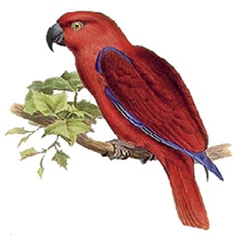 Трансфер универсальный Cadence "Красный попугай", 12 х 17 см.