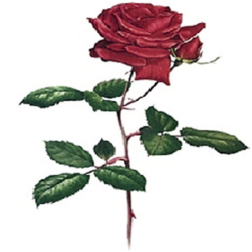 Трансфер универсальный Cadence "Алая роза", 12 х 17 см.   