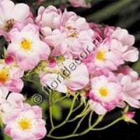 салфетка для декупажа, трехслойная, бумажная, 33х33 см., 1/4